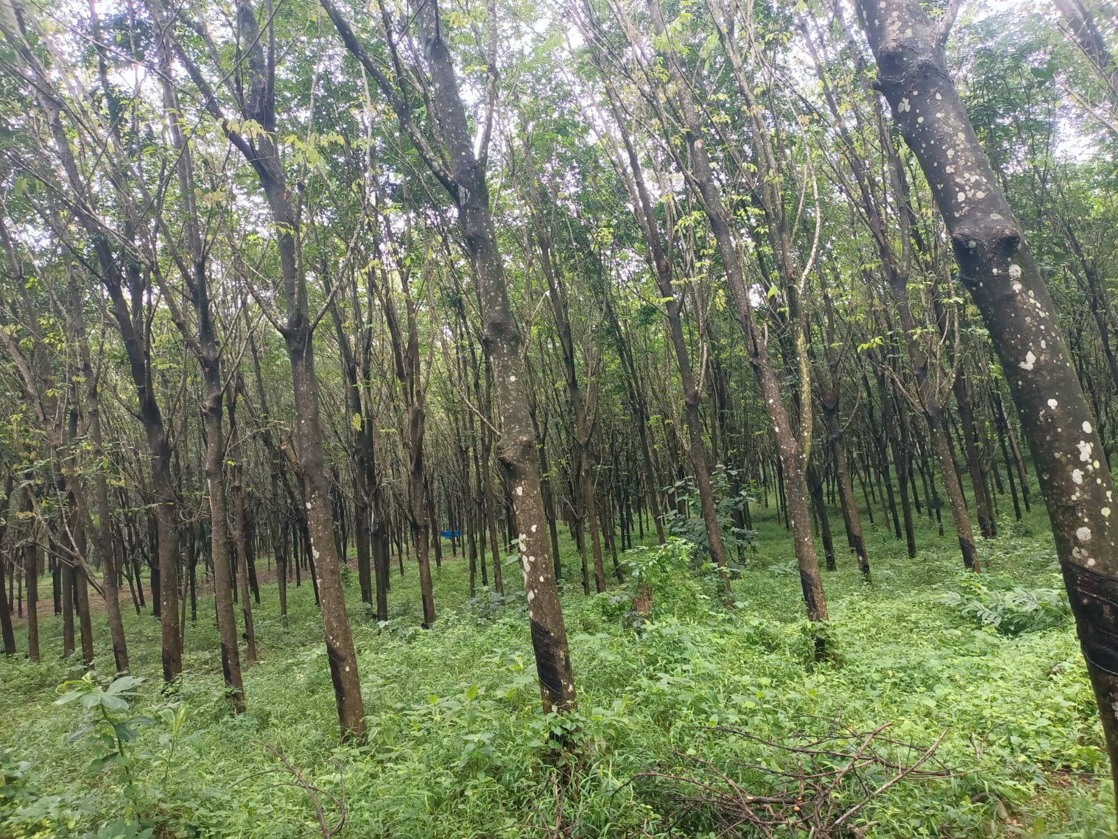 1.50 acres Agriculture Land((Rubber Trees) for sale in Arumanai to Karoad