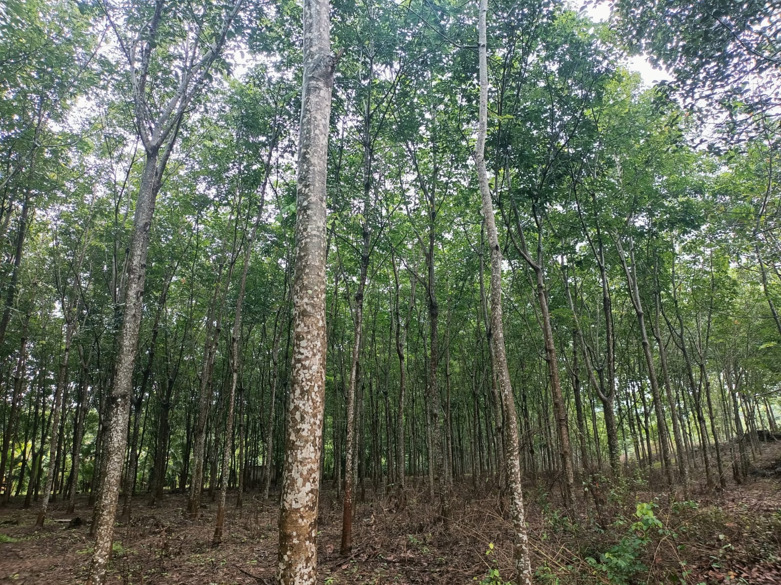 1.50  acres Agriculture Land((Rubber Trees) for sale in Surulacode