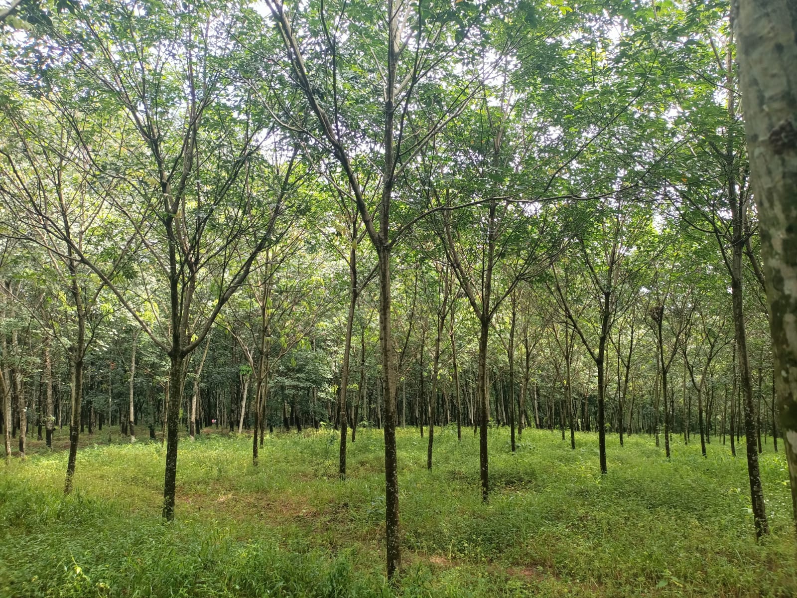 1  acre Agriculture Land((Rubber Trees)(Private Forest)for sale in Netta