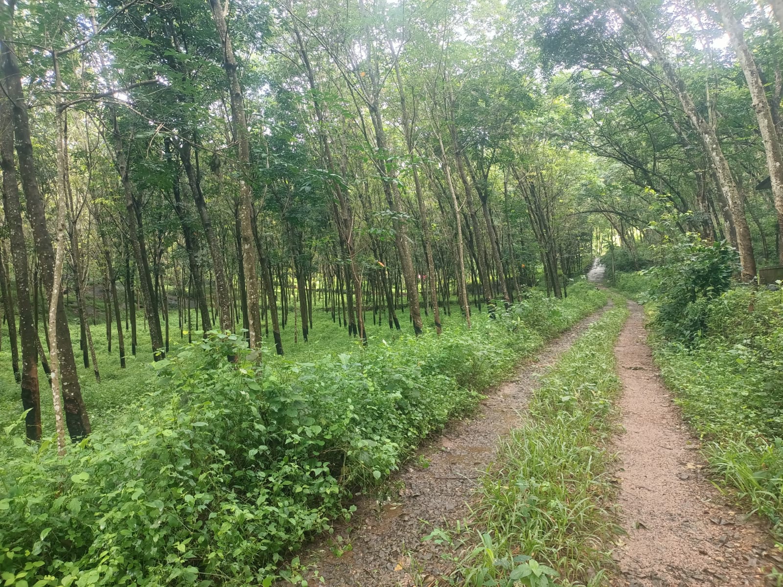 2 acres Agriculture Land((Rubber Trees) for sale in Arumanai to Karoad