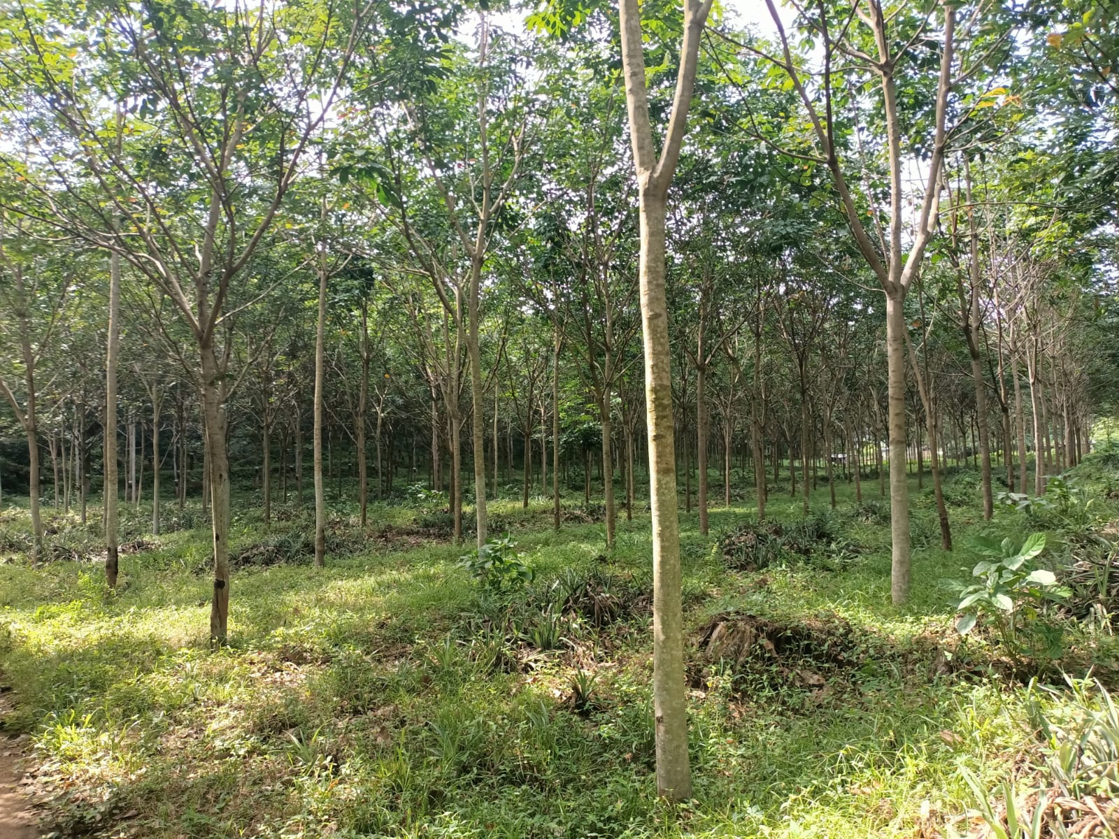 42 acres  Agriculture Land(Rubber Trees) for sale in Alencholai