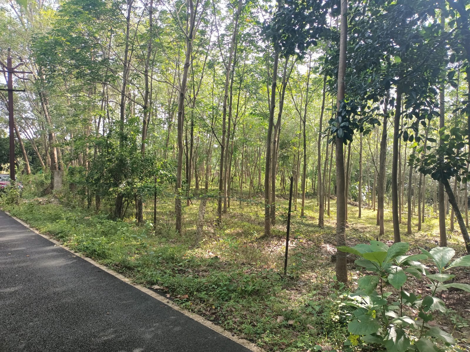 4 acres Agriculture Land((Rubber Trees) for sale in Thadikarankonam