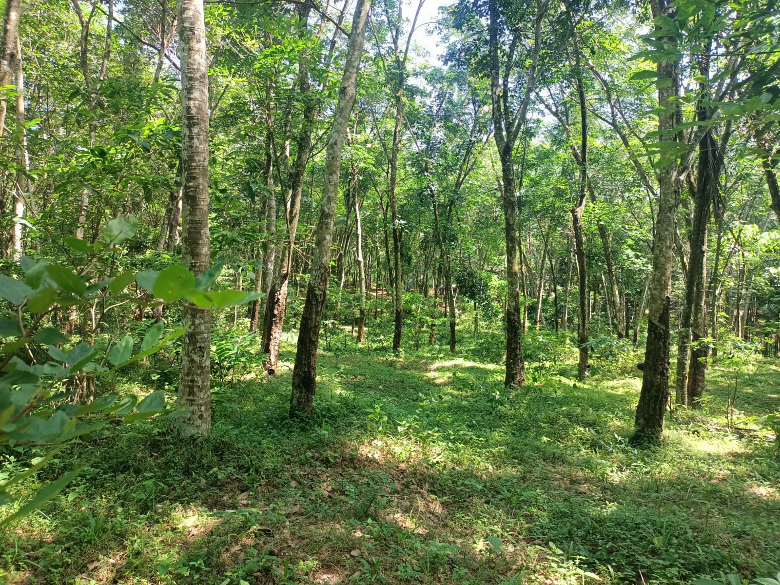75 Cent Agriland (Rubber Trees) for sale in Kaliyal