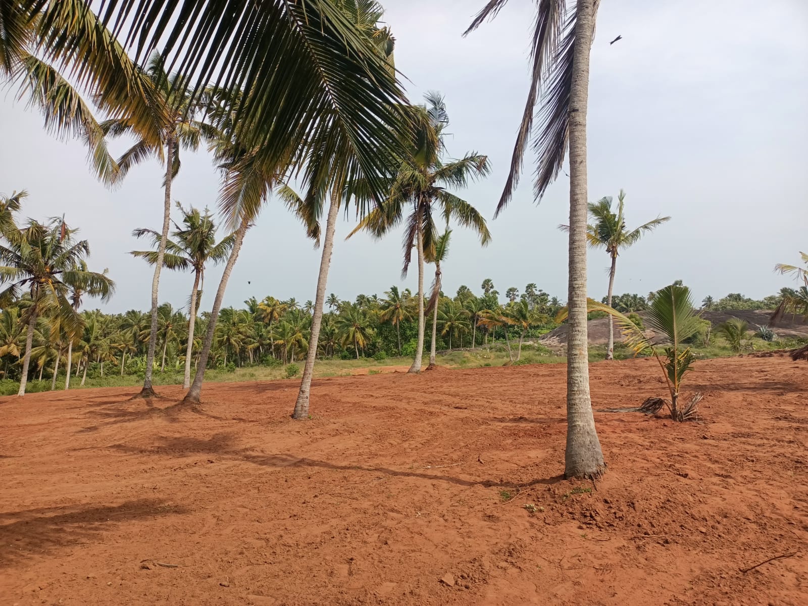 80 cent Residential plot for sale in Amsi