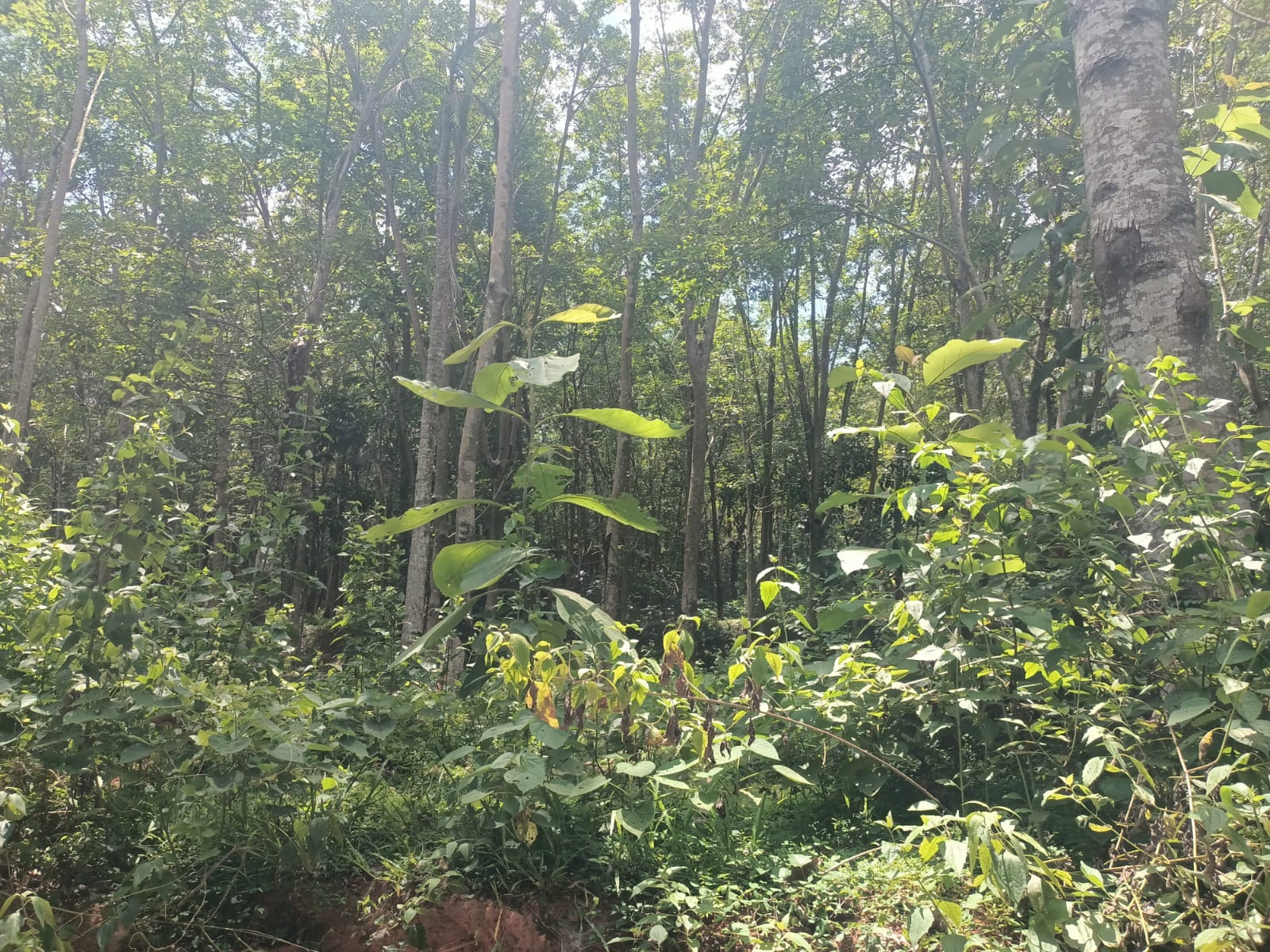 10 Cent Residential Plot For Sale In Chadayankuzhi-Killiyoor