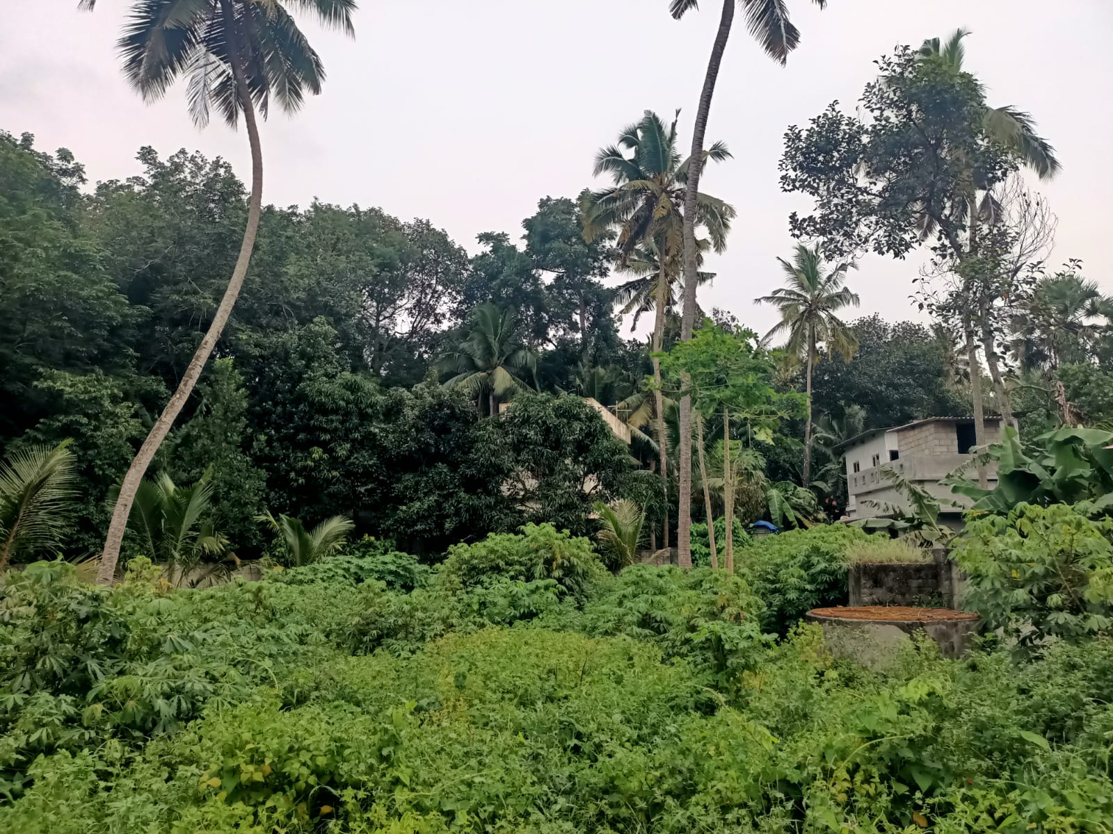 10 Cent Residential Plot For Sale In Nadaikavu