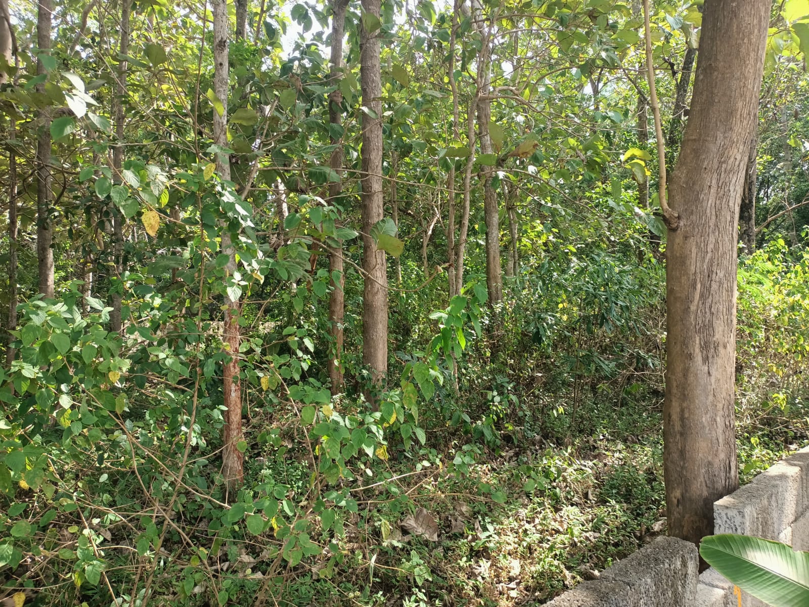 12 Cent Residential Plot for sale in  Ponnappanagar (Near 4 Lane Road)