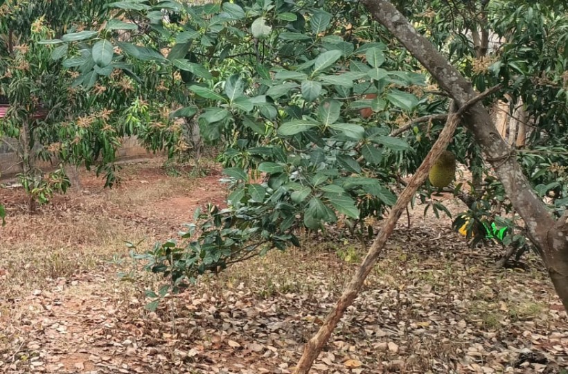 13 Cent Residential Plot for sale in Oothukuzhi