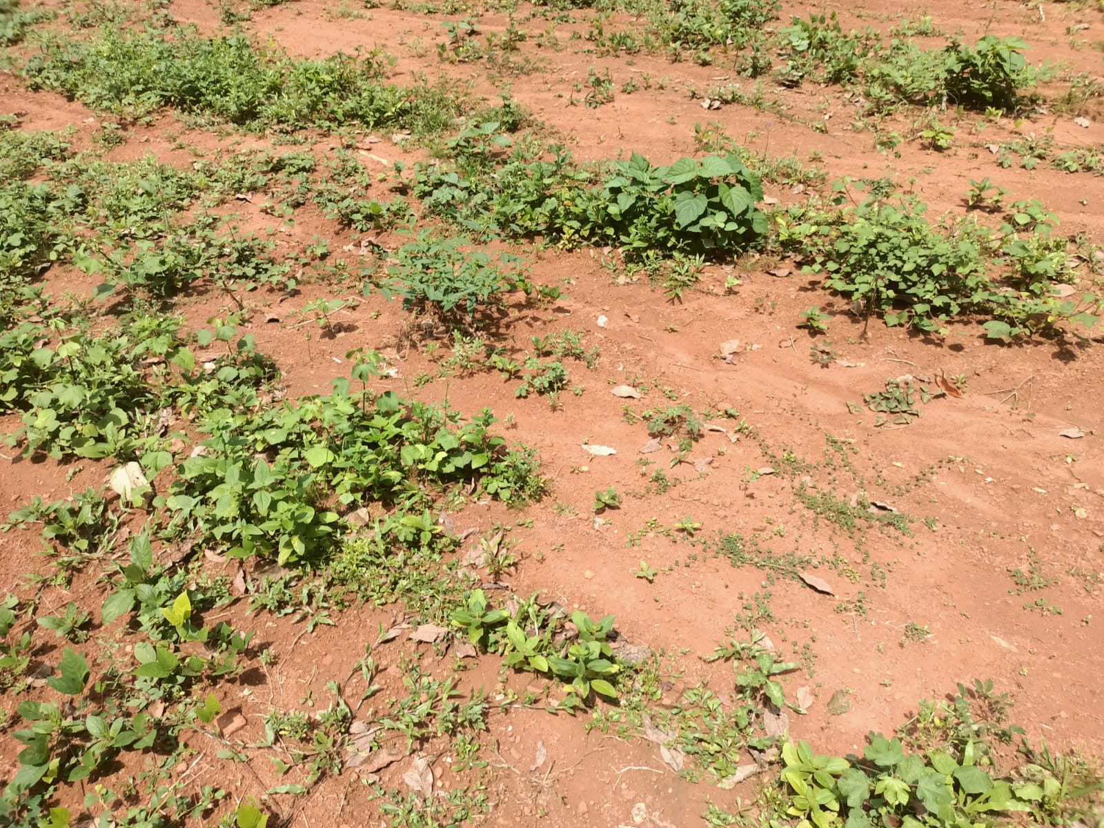 16 cent Residential plot for sale in Mangarai