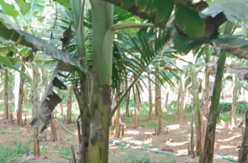 1 acre 3 cent Agriculture Land for sale in Munchirai.