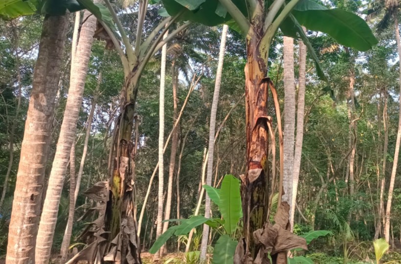 1 acre 43 cent Agriland for sale in Choozhal