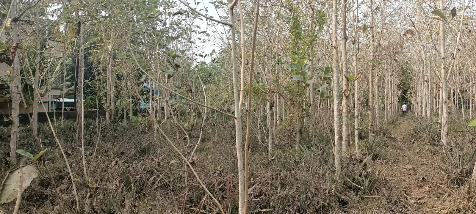 1 Acre 50 Cent  Residential  Plot for sale in Kottavilai