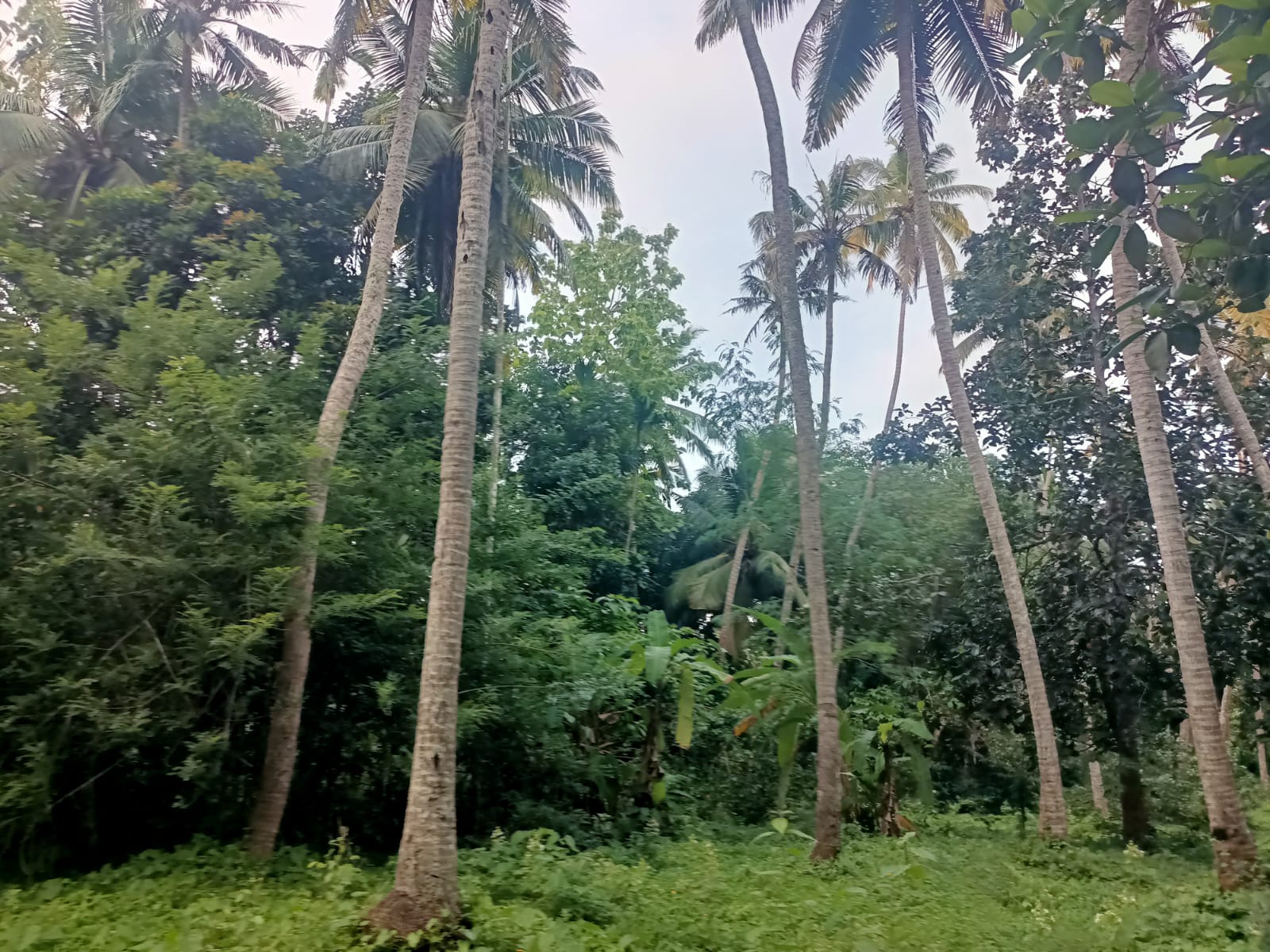 1 Acre 85 Cent  Agri (coconut Trees & Banana Trees) & Residential Land for sale in Virivilai
