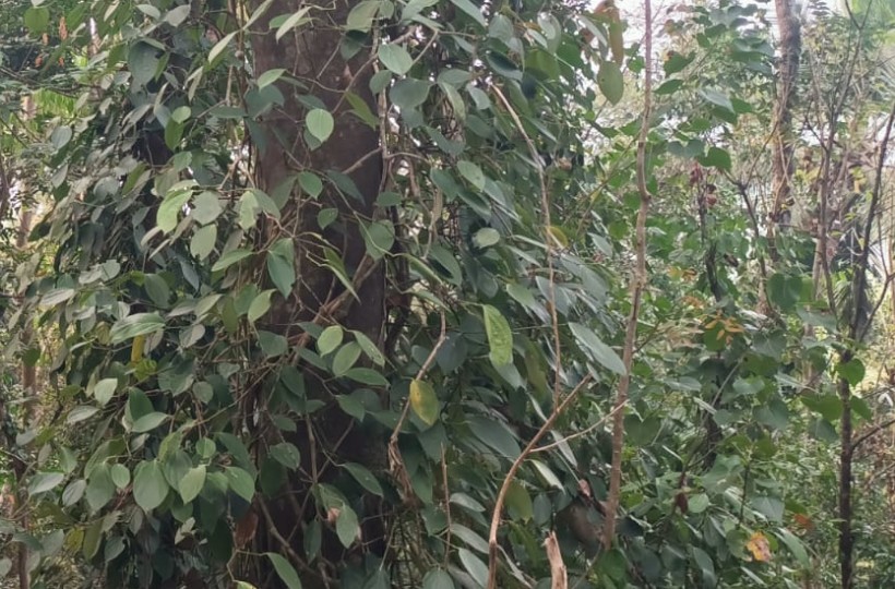 1 Acre Agriland (Pepper Garden) for sale in Pathukani