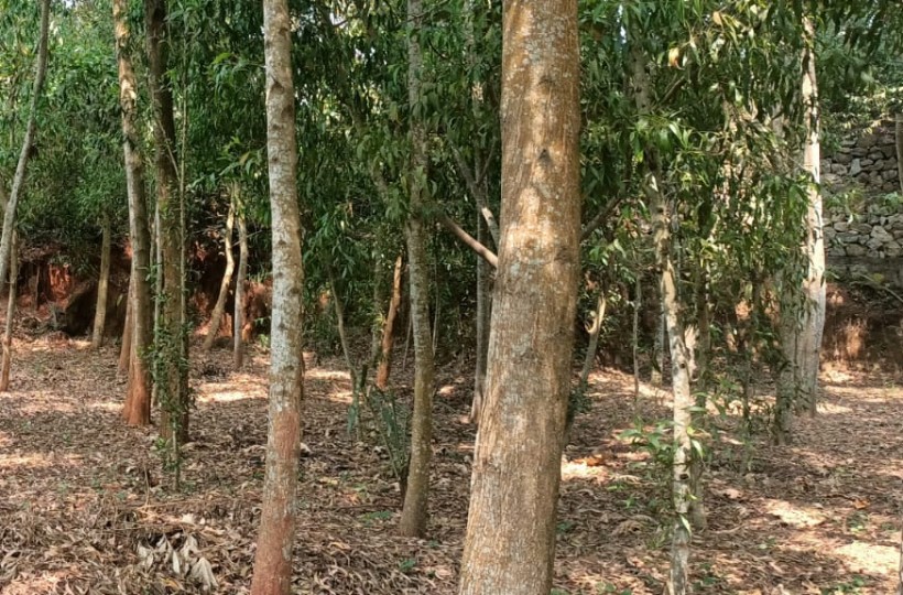 22.25 Cent Residential Plot for sale in Sooriyacode(Near Thitttaganavilai)