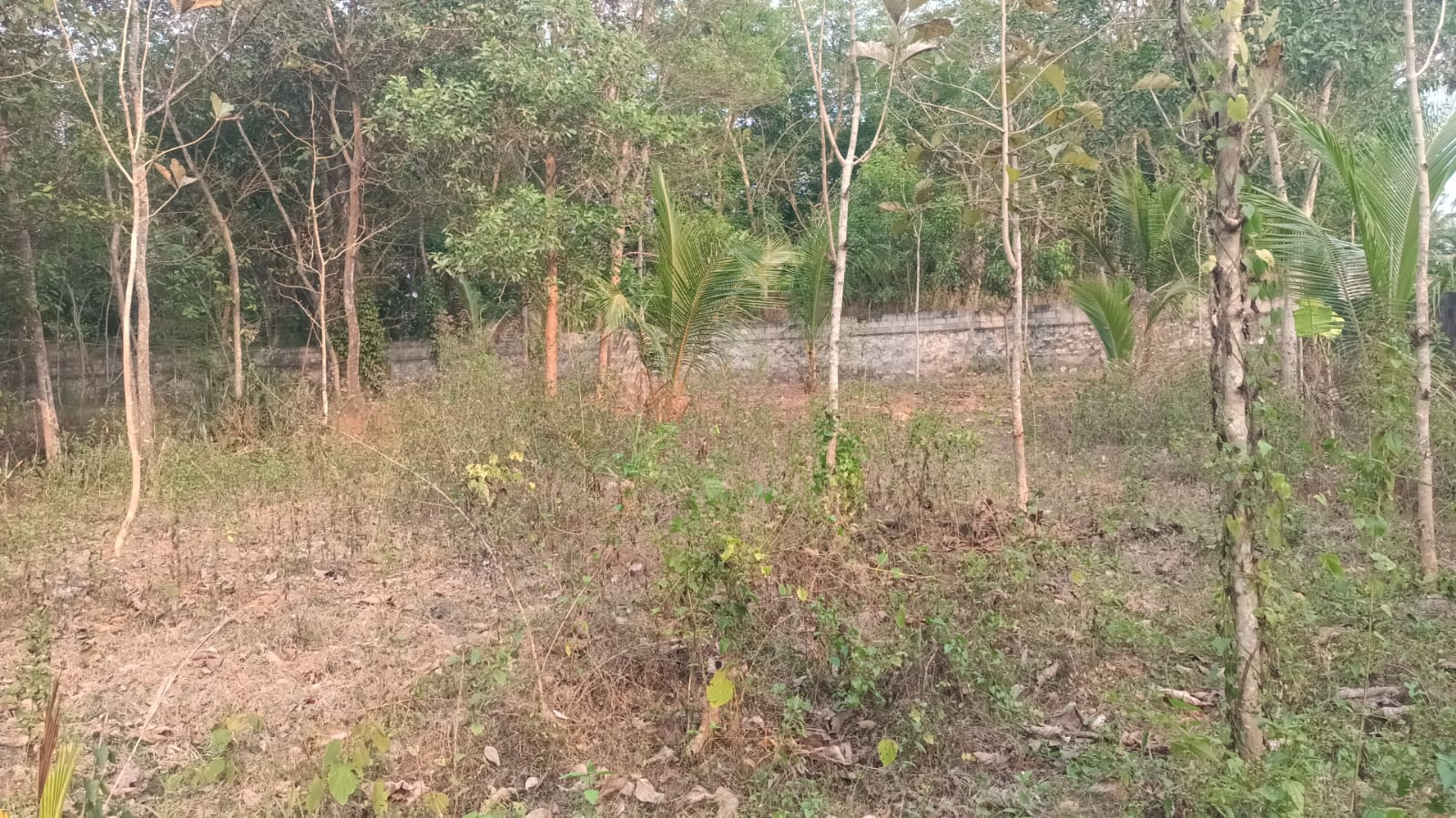25 Cent  Residential Plot for sale in Kollanchi (Near 4 Lane Road)