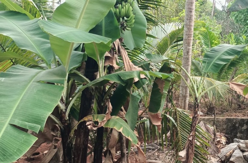 27.50 Cent Residential Plot for sale in Oothukuzhi