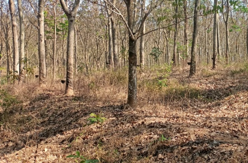 2 Acres 15 Cent Agri (Rubber Trees)  Residential  Land for sale in Kaliyal