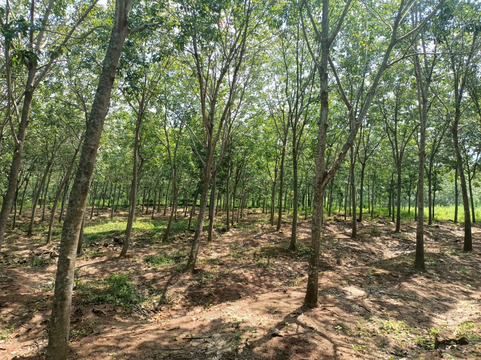 2 Acres 87 Cent Agriculture(Rubber Trees) Land for sale in Arumanalloor