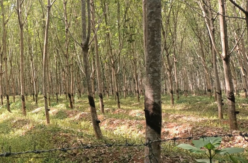 2 Acres Agriland (Rubber Tress) for sale in Mangalam(Kulasekaram)
