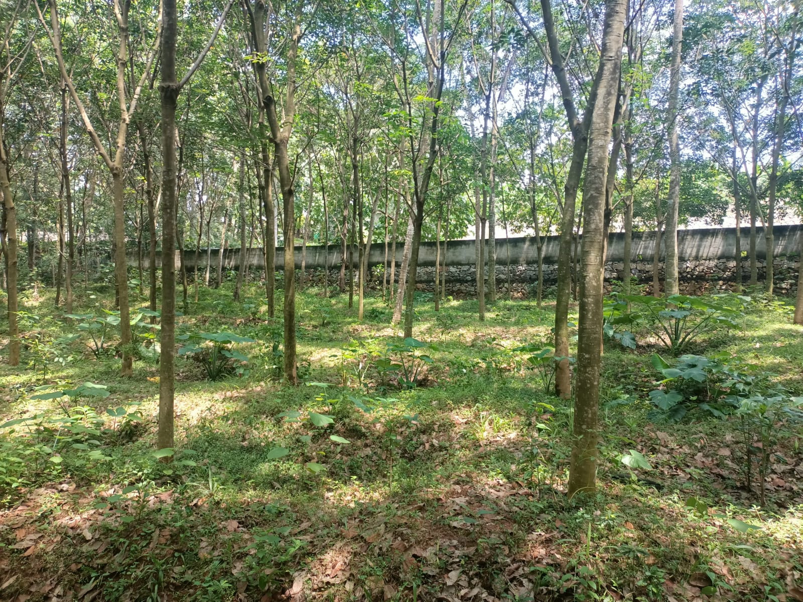 2 Acres Agriland (Rubber Tress) For Sale In Melpuram