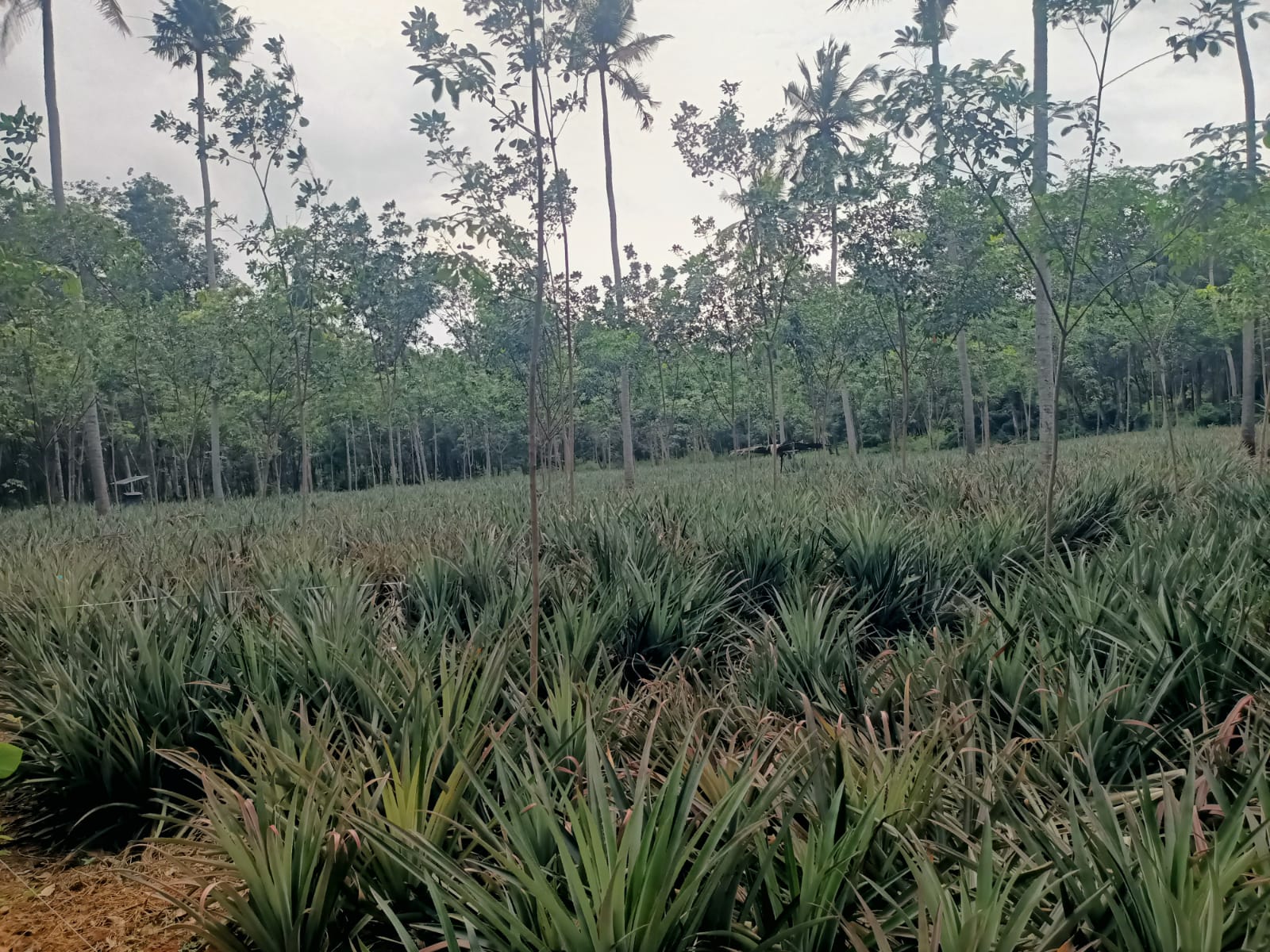 30 cent Agriculture Land(Rubber Trees &Pine Apple plants) for sale in Chithiramcode