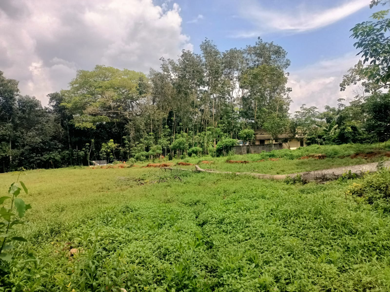 30 Cent Residential Plot for sale in Alapancode