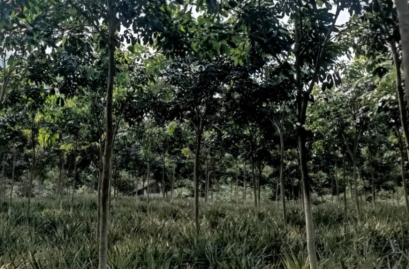 32 Acres   Agriland (Rubber Trees)sale in Thadikarankonam
