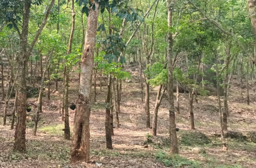 33 Acres   Agriland (Rubber Trees)sale in Thadikarankonam