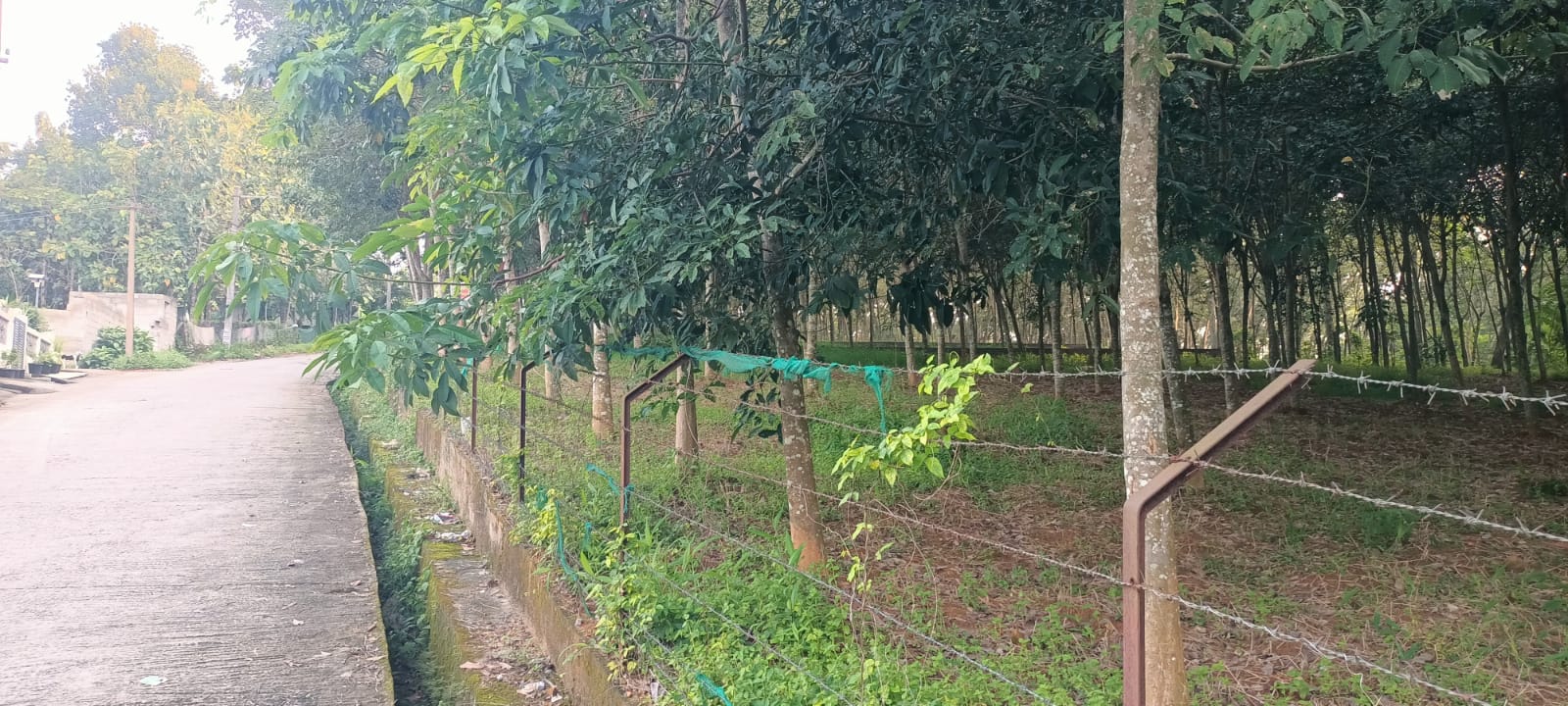 35 Cent (Rubber Trees) Agriland for sale in Thirparappu-Kaiyalakkal