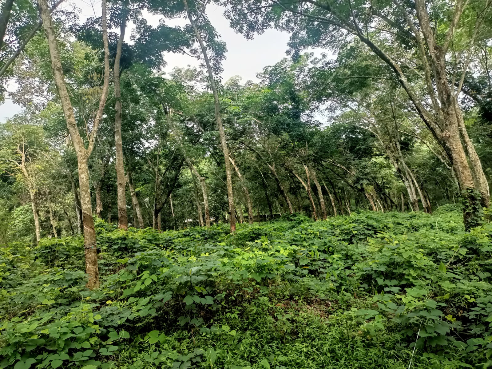 35 Cent (Rubber Trees) Private Forest for sale in Kaliyal