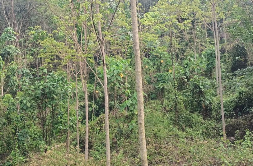 40 Cent Agri (Rubber Trees) & Residential Land for sale in Maruthamparai