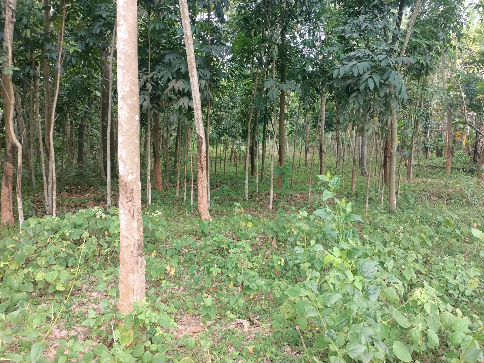 42 Cent Residential Plot for sale in Athencode (Near 4 Lane Road)