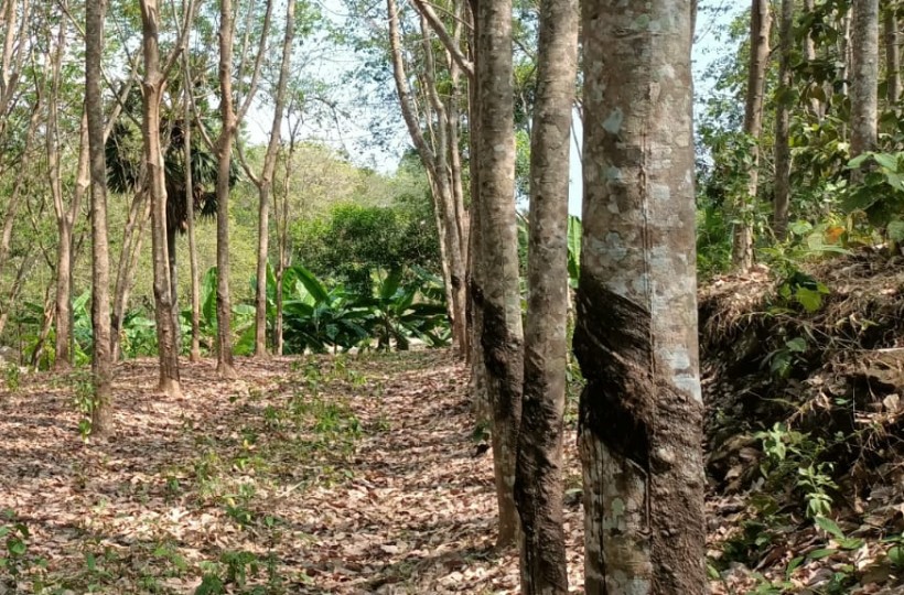 49 Cent Residential Plot for sale in Nelveli