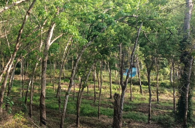 4 Acres  Agri (Rubber Trees) & Residential Land for sale in Arukani