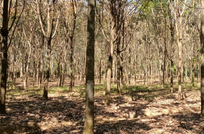 4 Acres Agriland (Rubber Trees) for sale in Perunchilambu