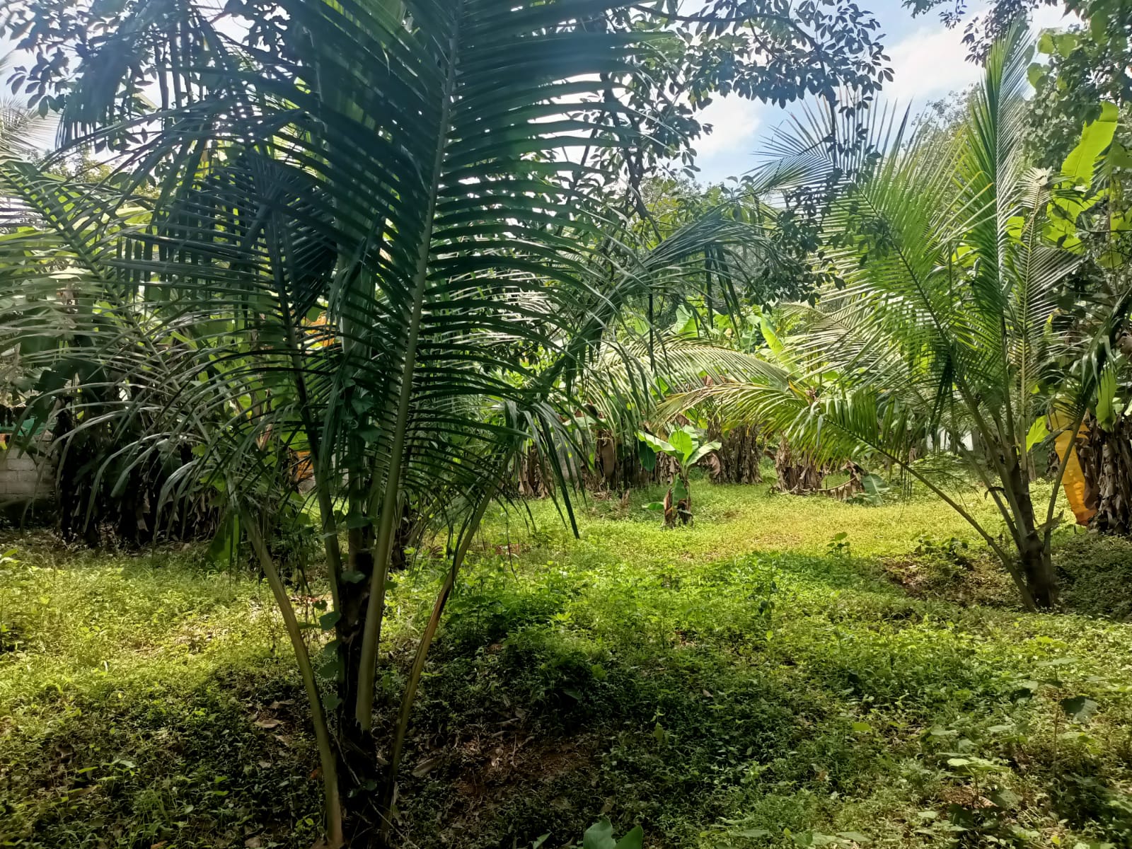 50 Cent Agri &  Residential (coconut Trees & Banana Trees)Land for sale in  Cheriyakolla
