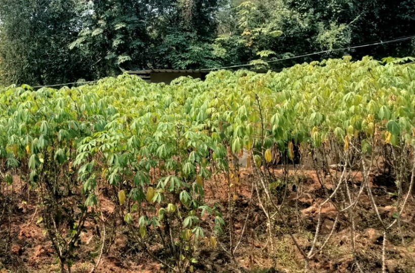 50 Cent Residential Plot for sale in Athencode