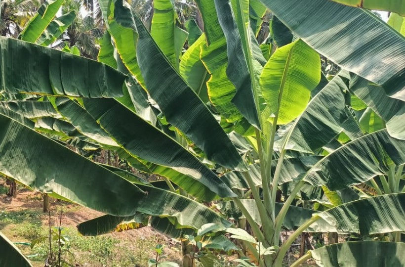 56 Cent Agriland for sale in Poottety-Killiyoor