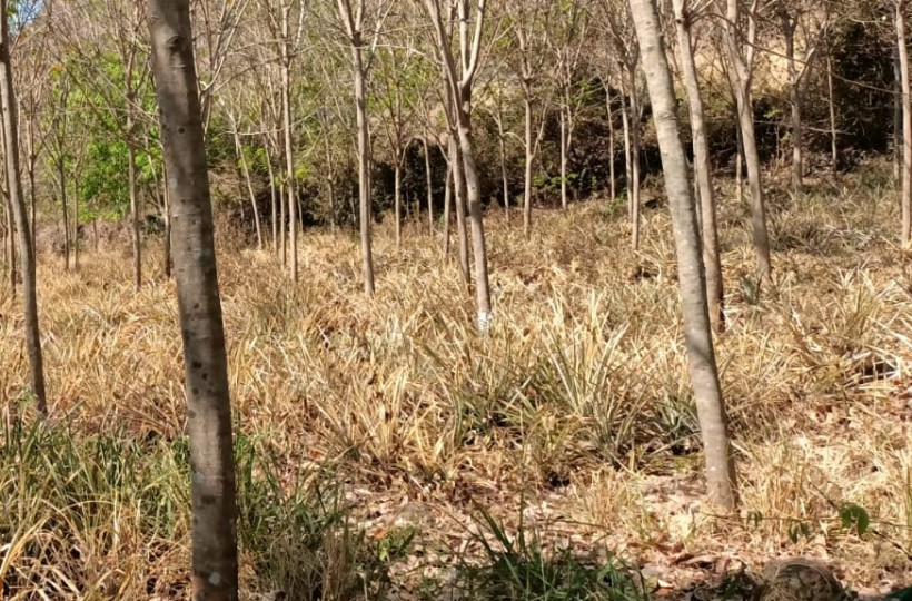 5 Acres  Agriland  (Rubber Trees) for sale in Perunchilambu.
