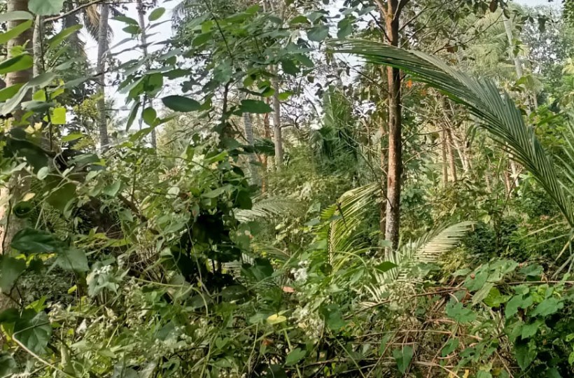 60 Cent Agriland sale in Vaikaloor  (Near Marappalam Bus stand)