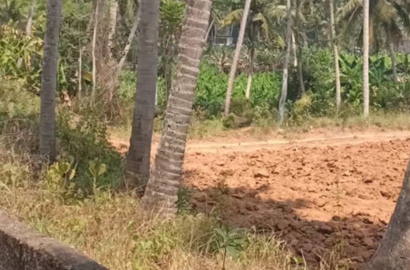 60 Cent Residential Plot for sale in Arasamoodu to Irenipuram Road