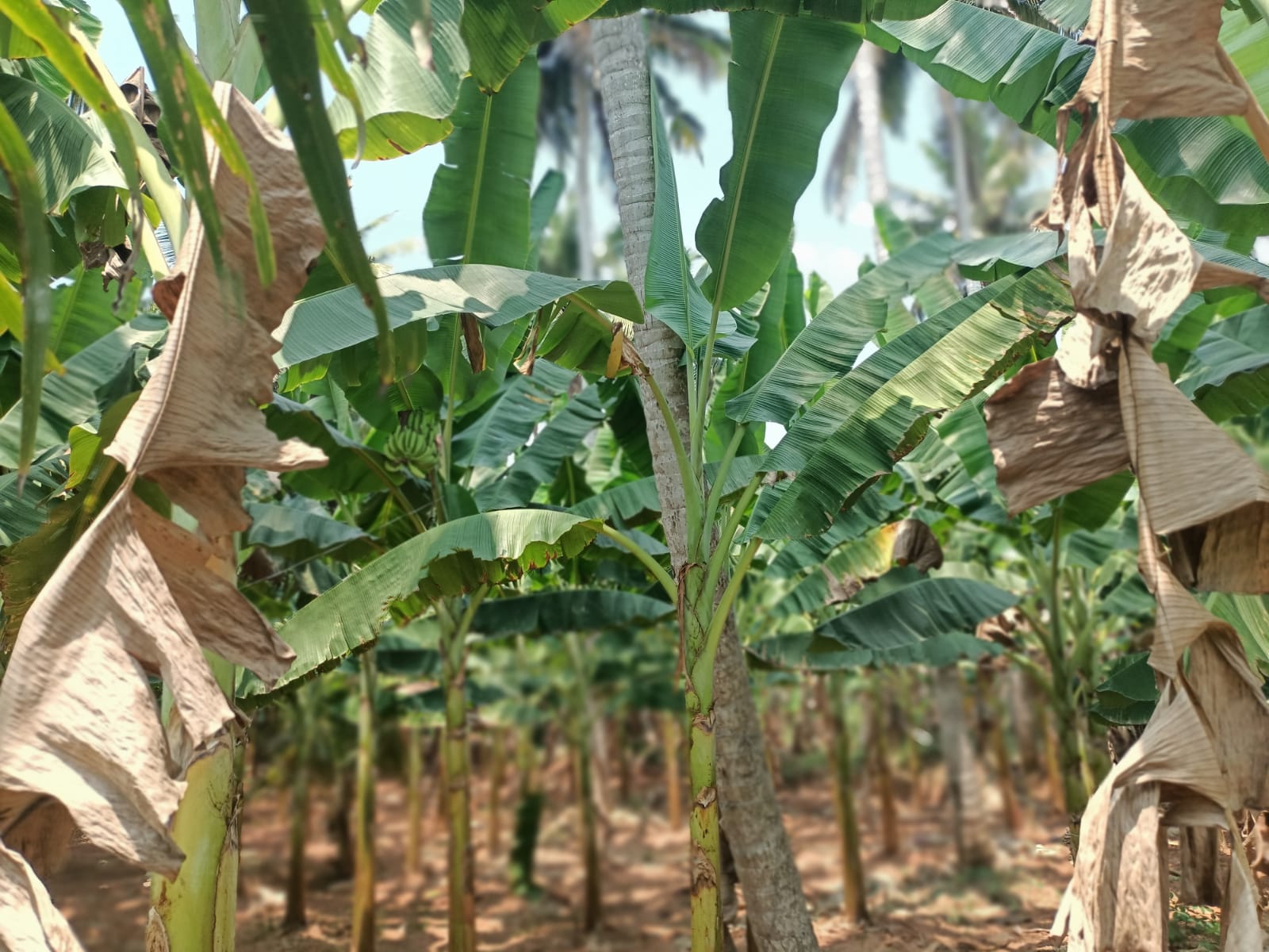 63 cent Agriculture Land for sale in Ochavilai