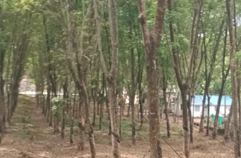 6 Acres 50 Cent Agriland (Rubber Trees)for sale in Mangalam (Kulasekaram)