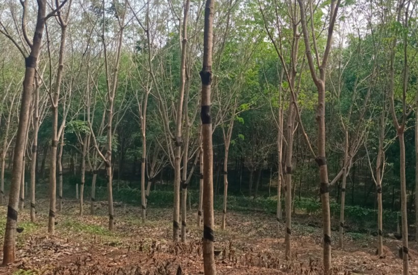 6 acres Agriland  (Rubber Trees) for sale in Ponmanai
