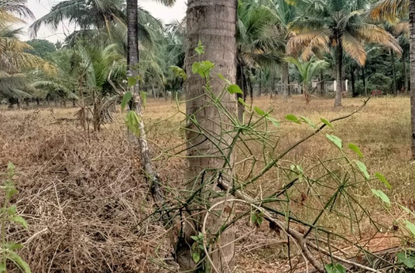 6 Acres Residential Plot for sale In Ganapathipuram