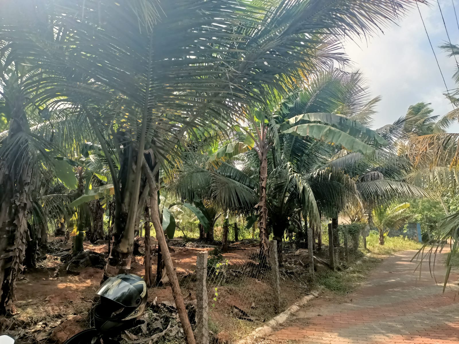 70 Cent Agriculture Land (Coconut &Banana Trees) for sale in Mathicode