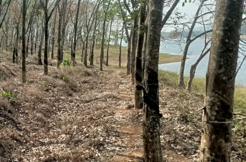 7 Acres 50 Cent Agriland (Rubber Trees)sale in Penu