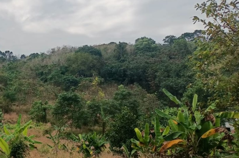 9 Acres of  developed  farm  Agri Land with Ponds  Access for Sale In Netta