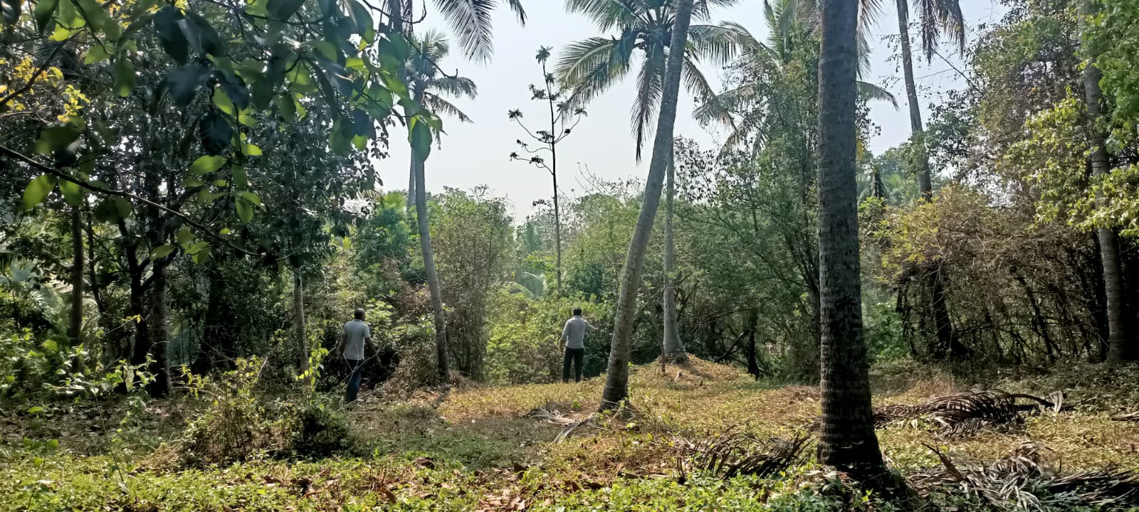 93 cent  Agri (Coconut Trees) & Residential Land for sale in Parthivapuram